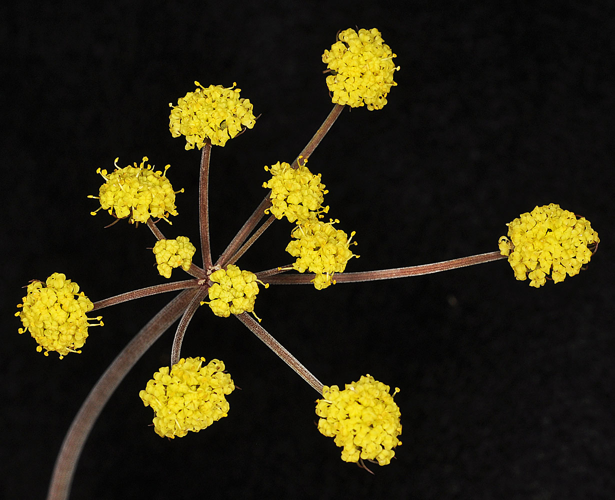 Flora of Eastern Washington Image: Lomatium simplex