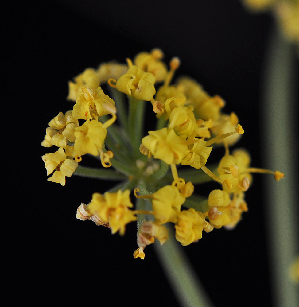 Flora of Eastern Washington Image: Lomatium tamanitchii