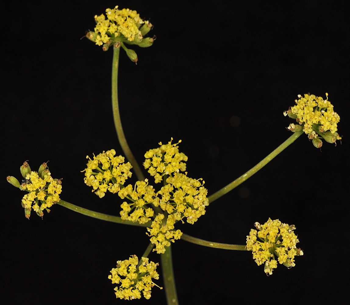 Flora of Eastern Washington Image: Lomatium packardiae