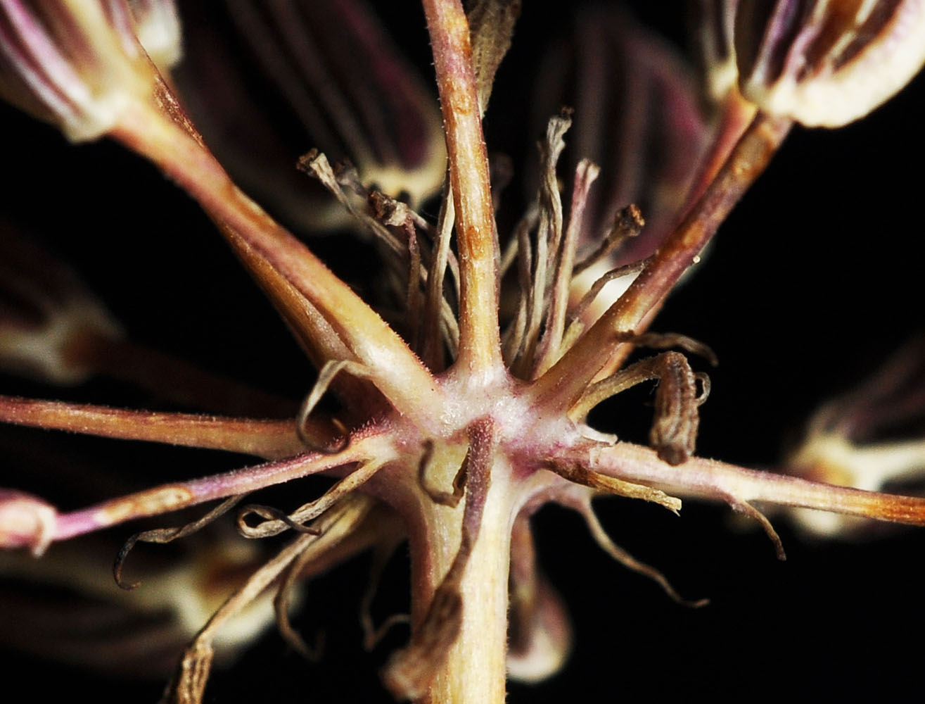 Flora of Eastern Washington Image: Lomatium tamanitchii