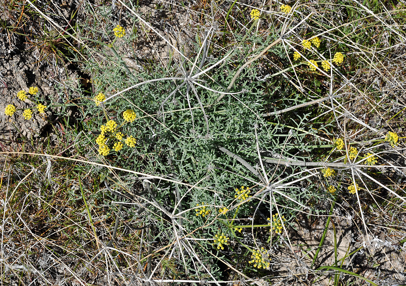 Flora of Eastern Washington Image: Lomatium packardiae