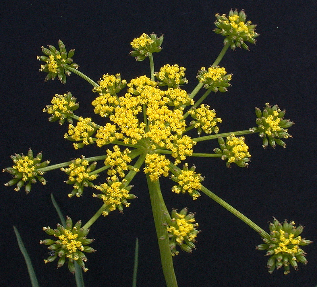 Flora of Eastern Washington Image: Lomatium triternatum