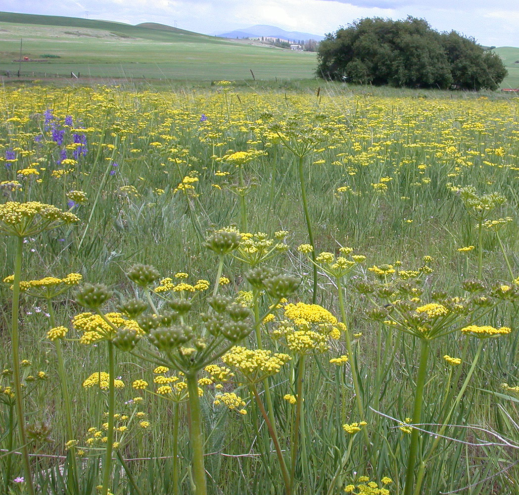Flora of Eastern Washington Image: Lomatium triternatum