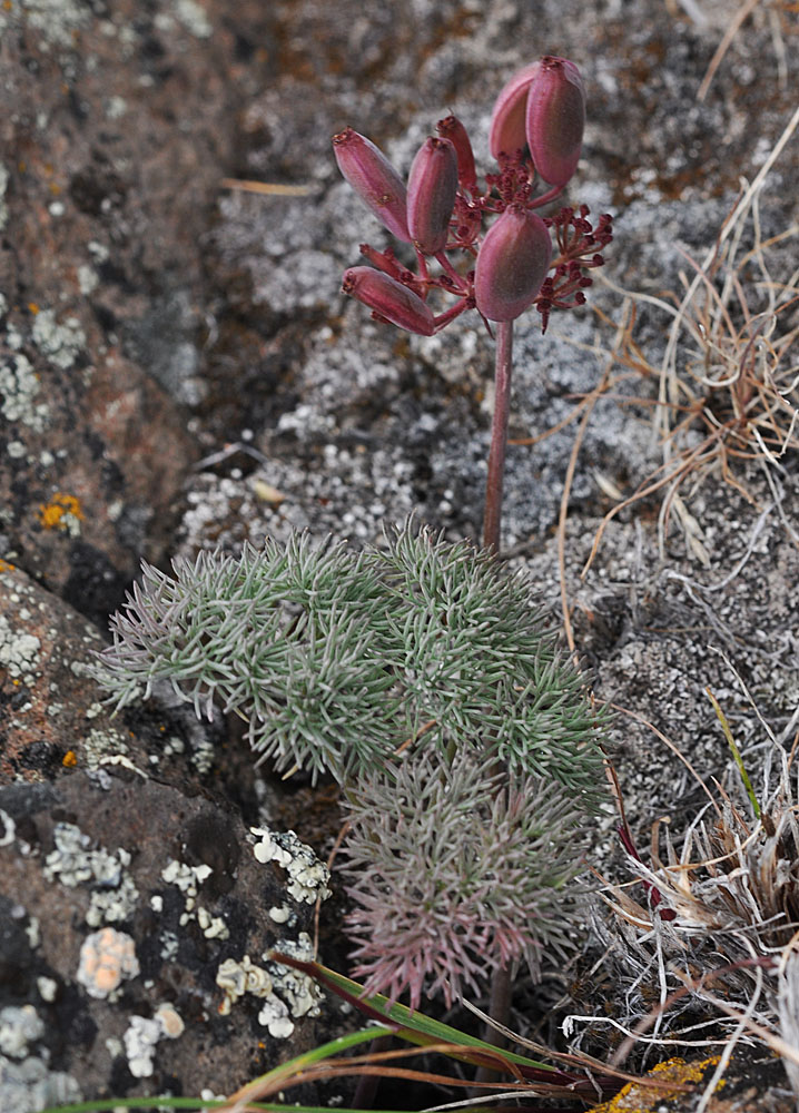 Flora of Eastern Washington Image: Lomatium tuberosum