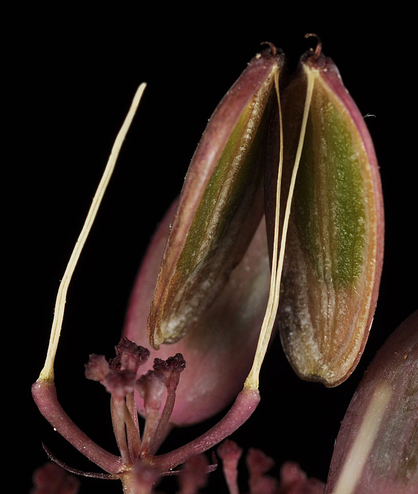 Flora of Eastern Washington Image: Lomatium tuberosum