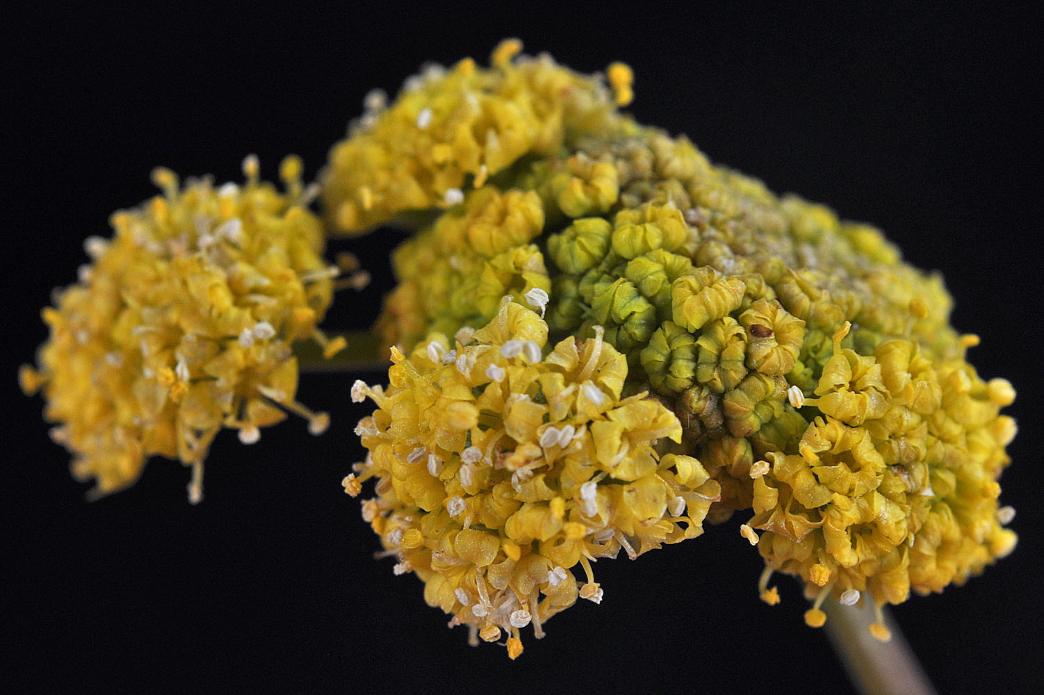 Flora of Eastern Washington Image: Lomatium watsonii