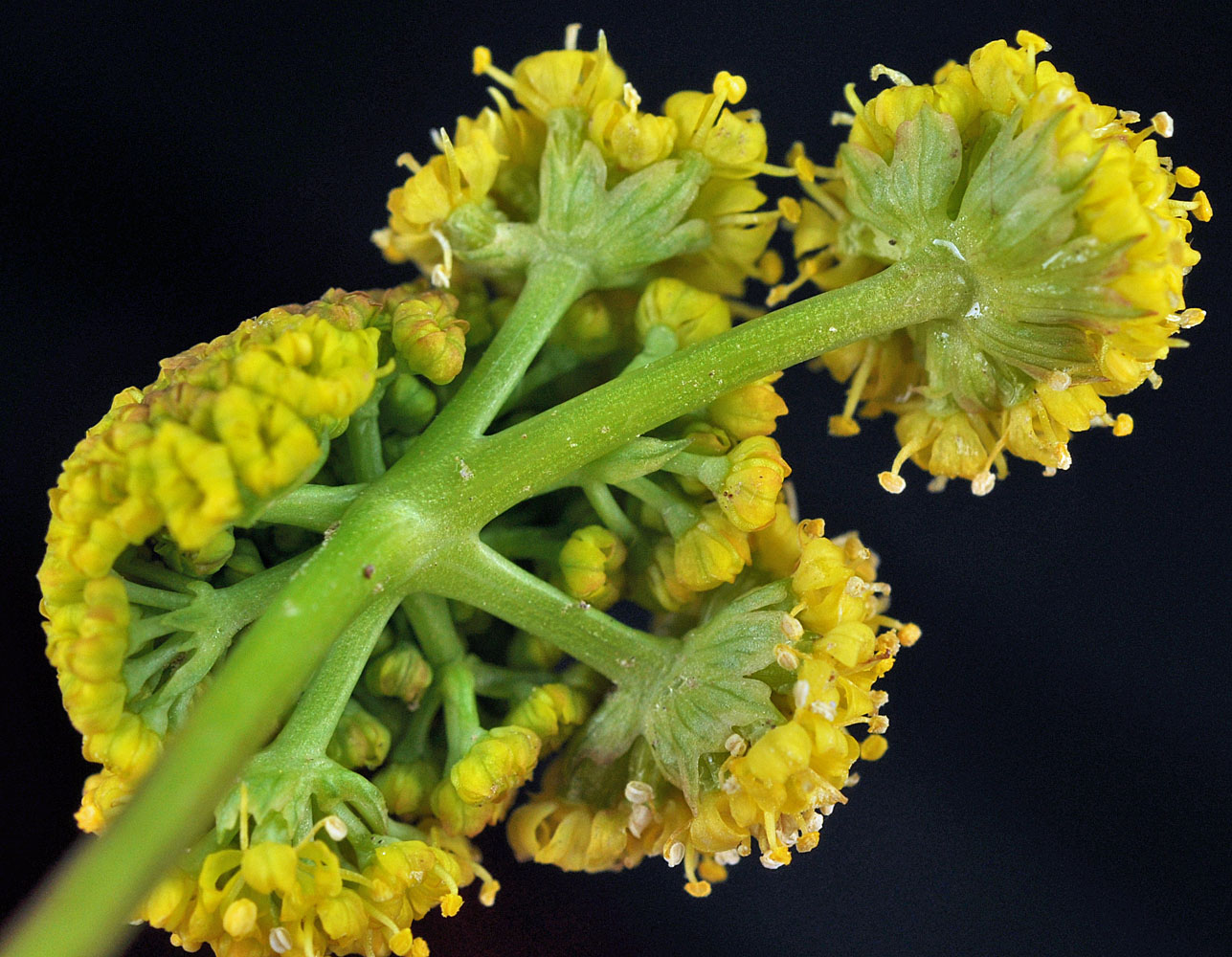 Flora of Eastern Washington Image: Lomatium watsonii