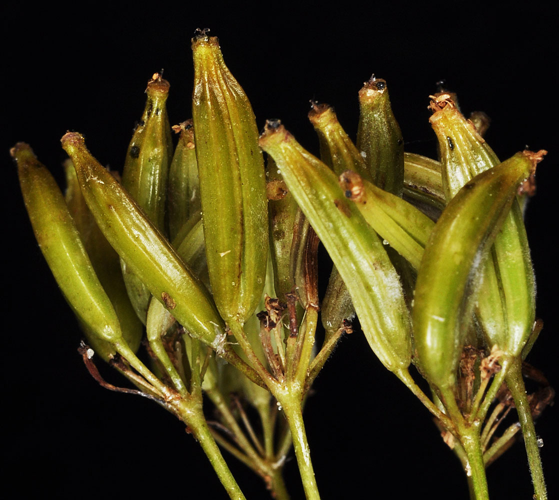 Flora of Eastern Washington Image: Osmorhiza occidentalis