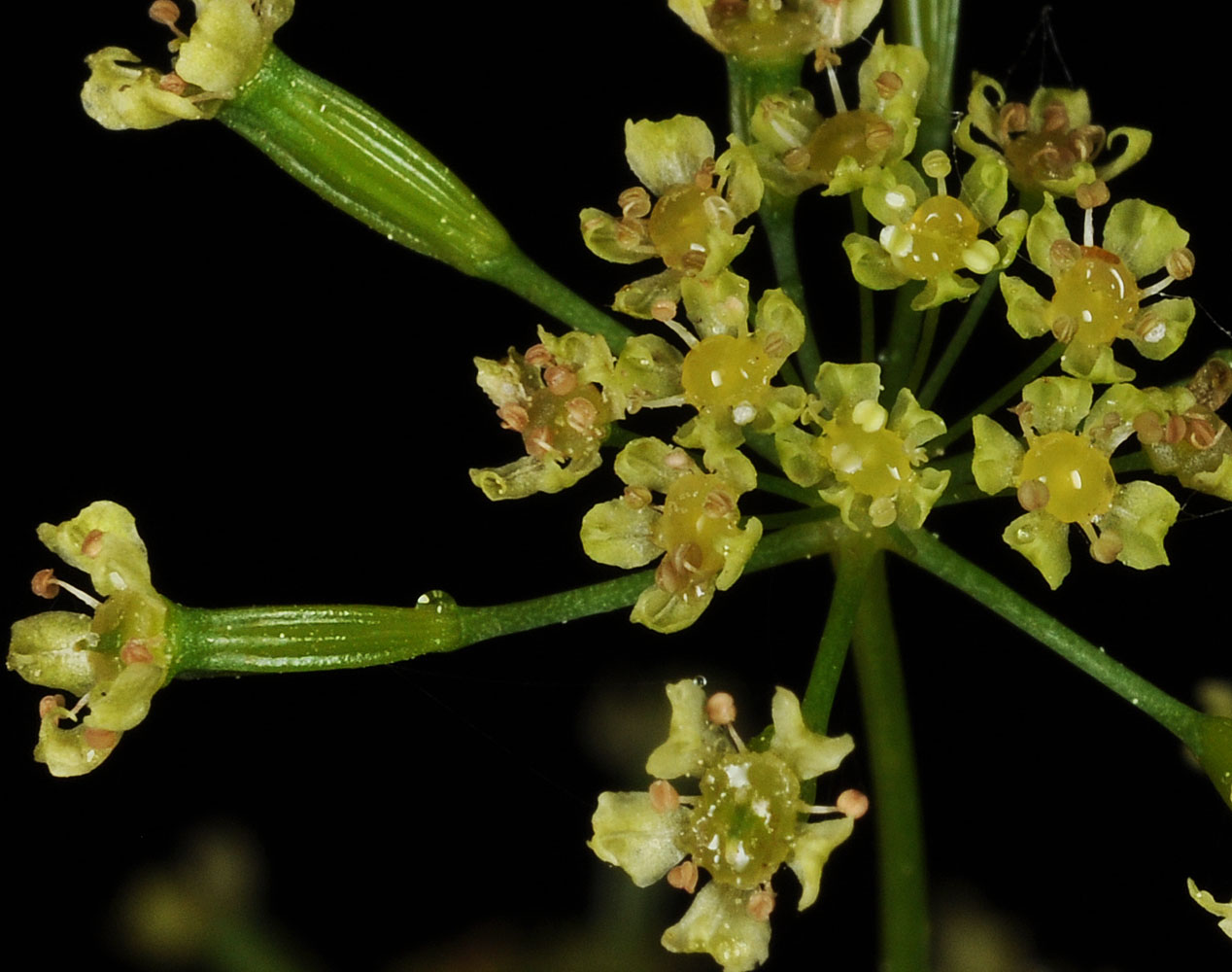 Flora of Eastern Washington Image: Osmorhiza occidentalis