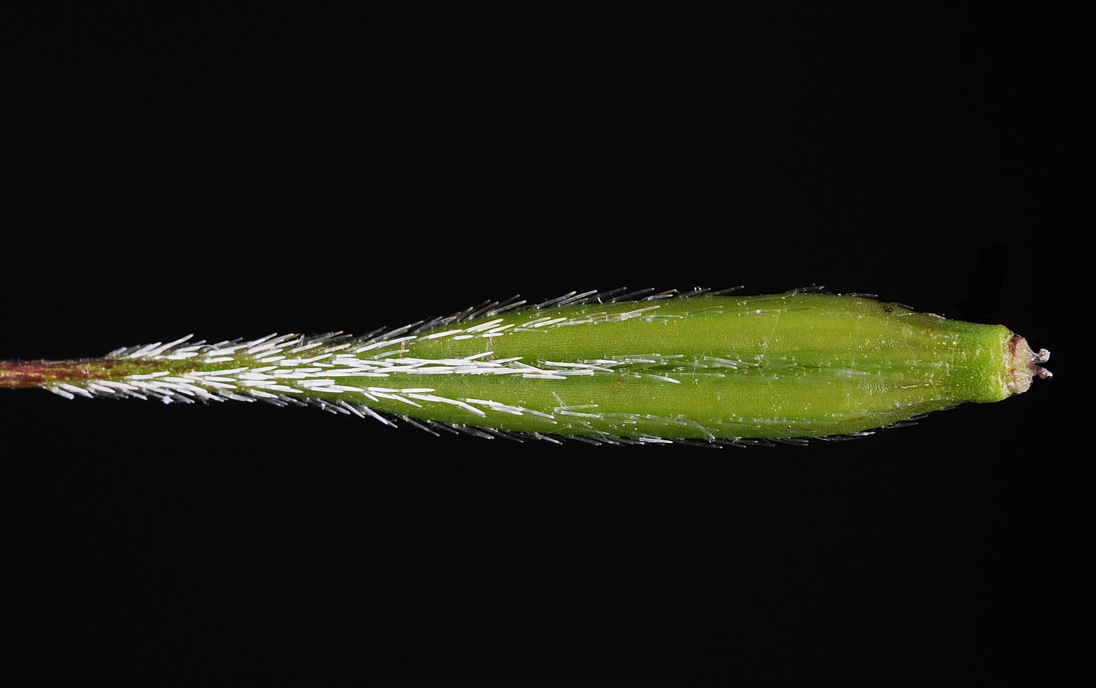 Flora of Eastern Washington Image: Osmorhiza berteroi