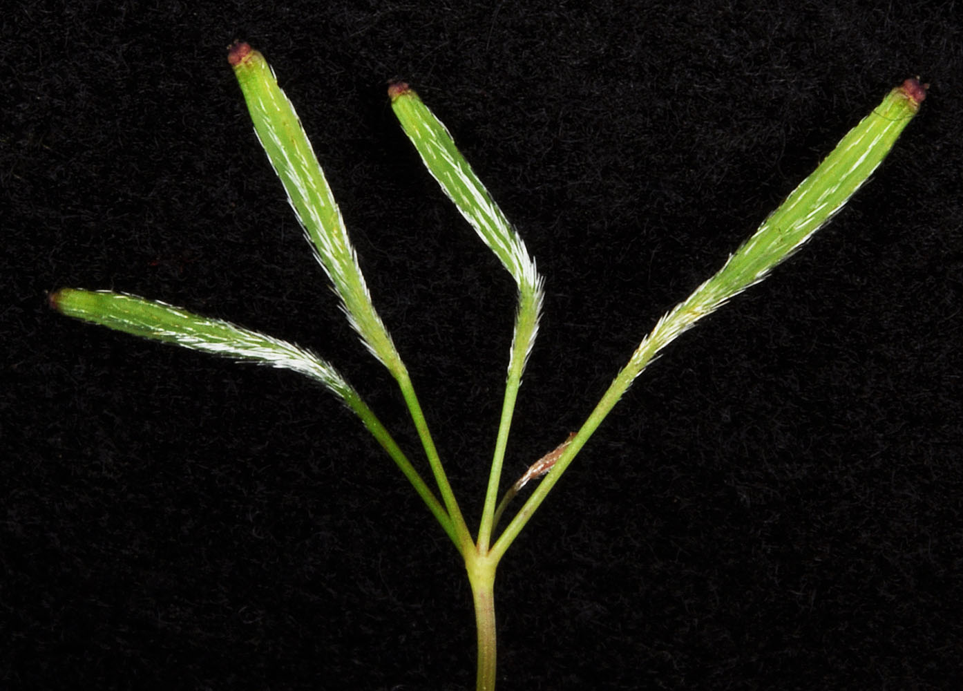 Flora of Eastern Washington Image: Osmorhiza purpurea