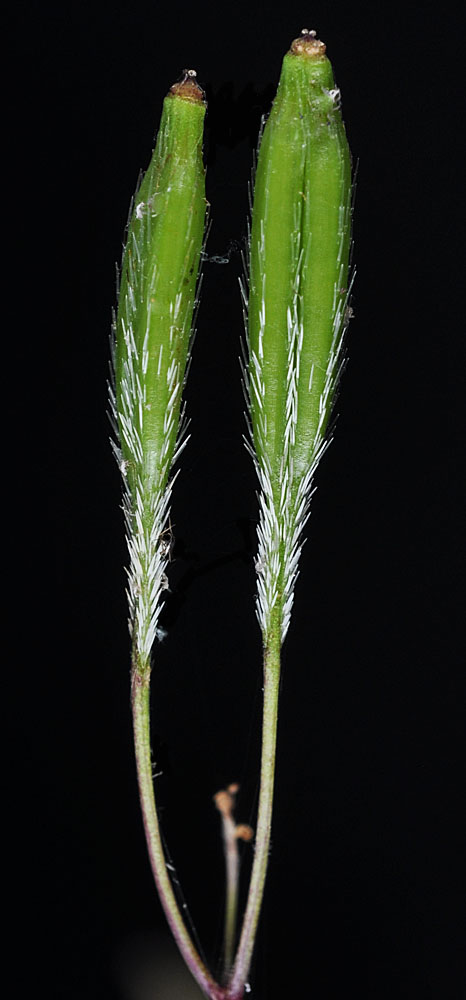 Flora of Eastern Washington Image: Osmorhiza berteroi