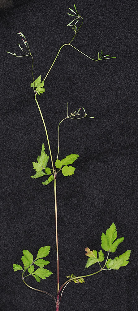 Flora of Eastern Washington Image: Osmorhiza purpurea
