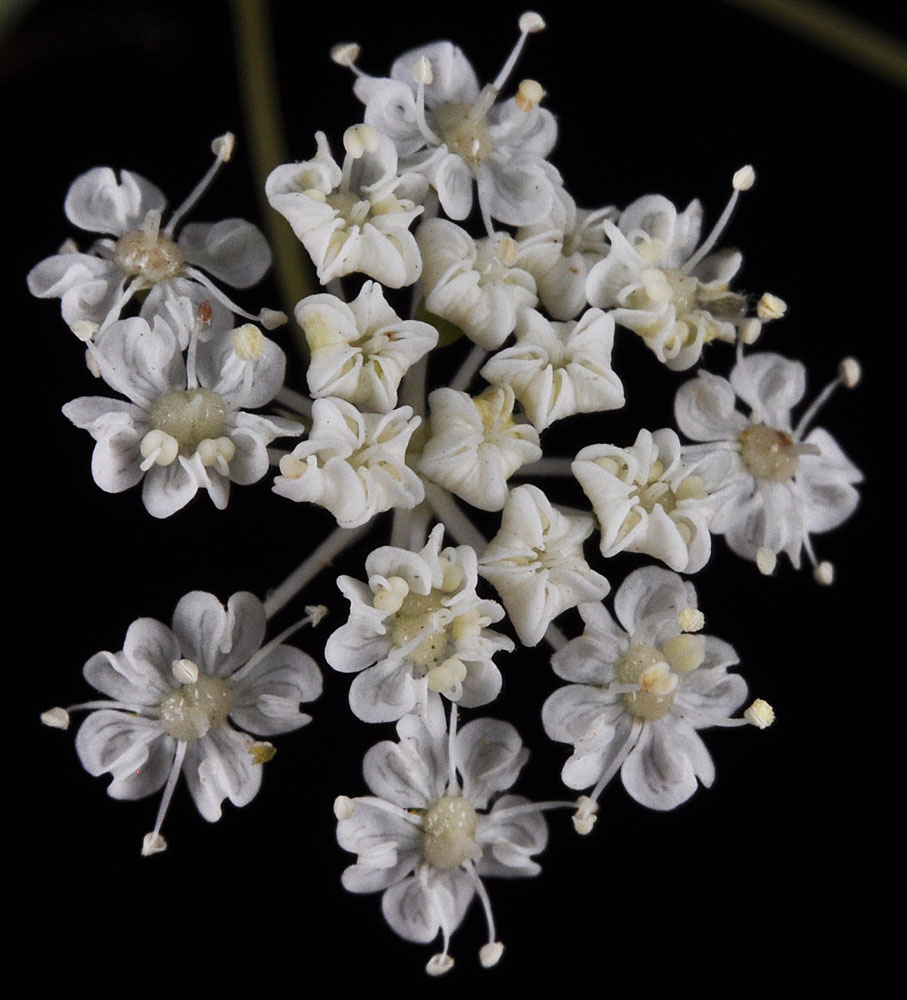 Flora of Eastern Washington Image: Perideridia montana
