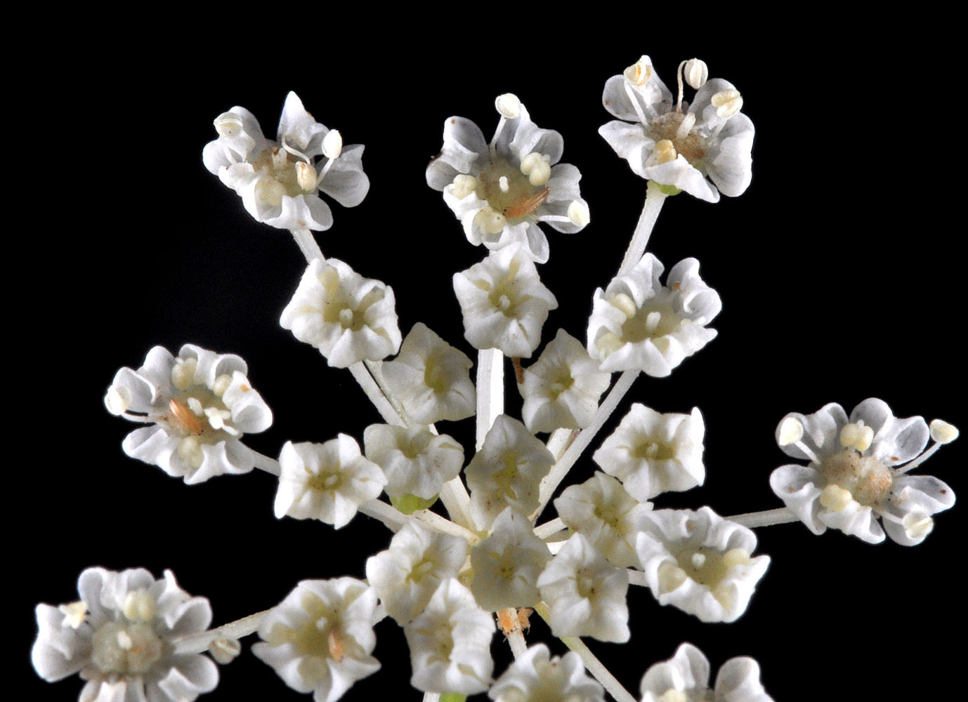 Flora of Eastern Washington Image: Perideridia gairdneri