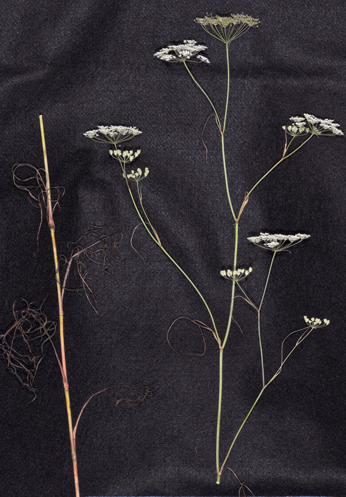 Flora of Eastern Washington Image: Perideridia gairdneri