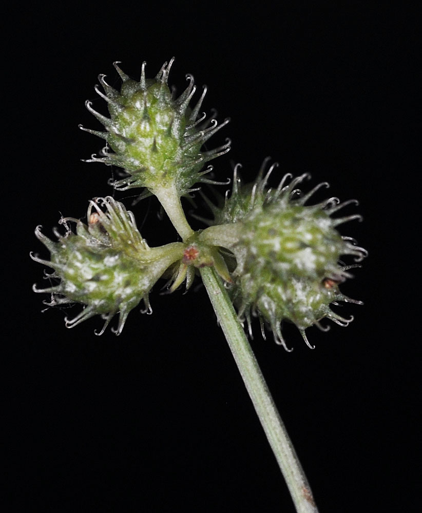 Flora of Eastern Washington Image: Sanicula crassicaulis