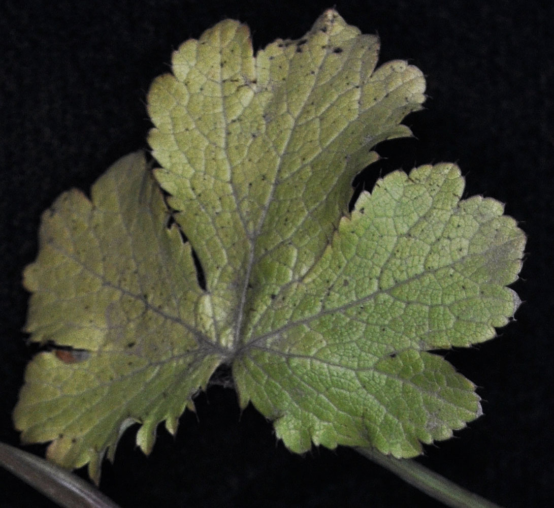 Flora of Eastern Washington Image: Sanicula crassicaulis