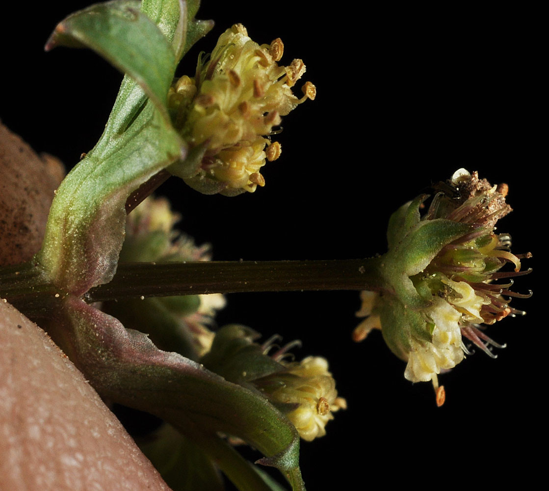 Flora of Eastern Washington Image: Sanicula graveolens