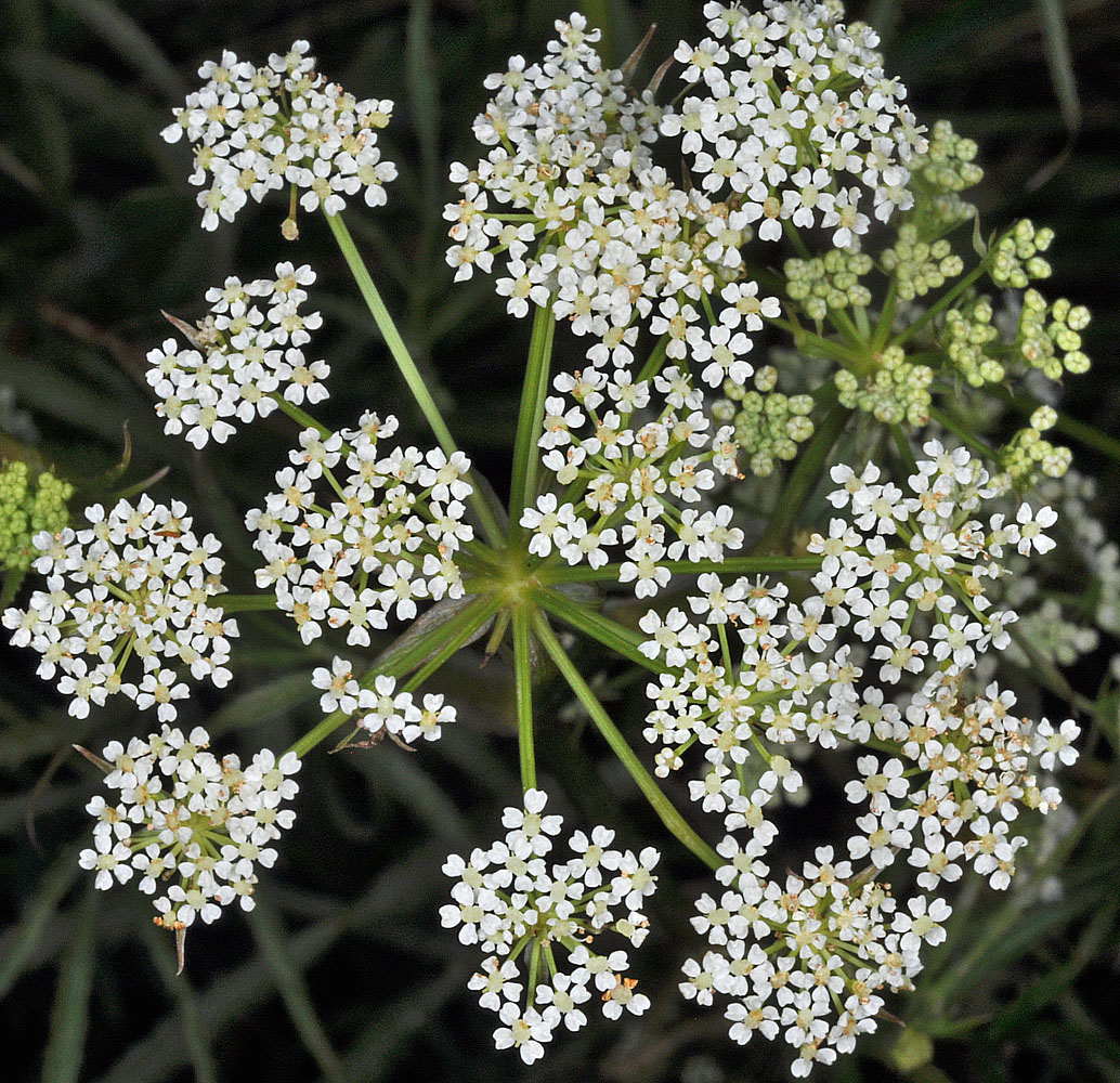 Flora of Eastern Washington Image: Sium suave