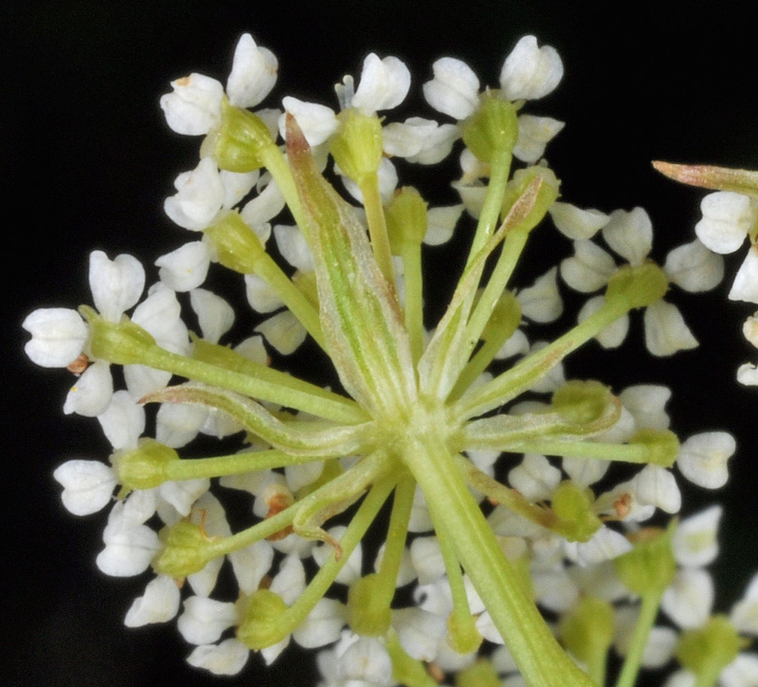 Flora of Eastern Washington Image: Sium suave