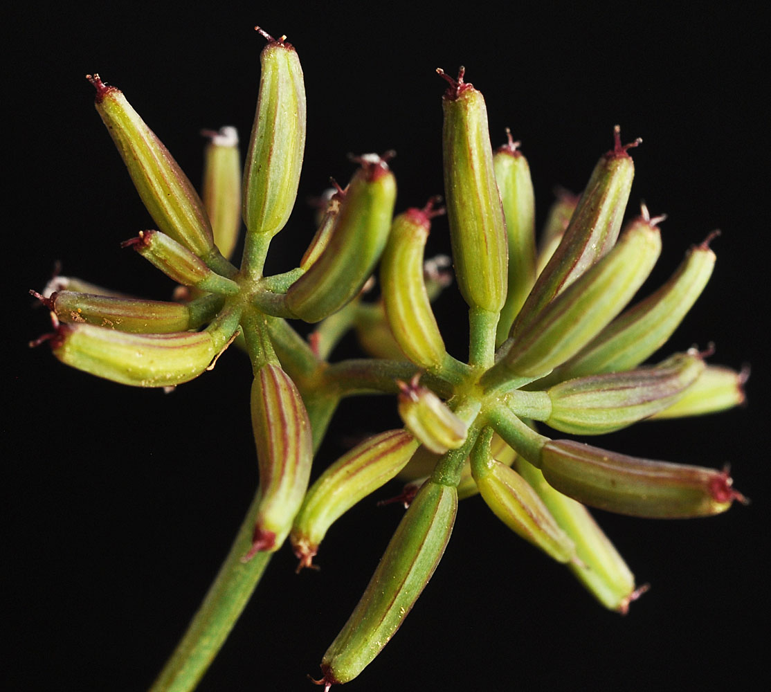 Flora of Eastern Washington Image: Tauschia hooveri