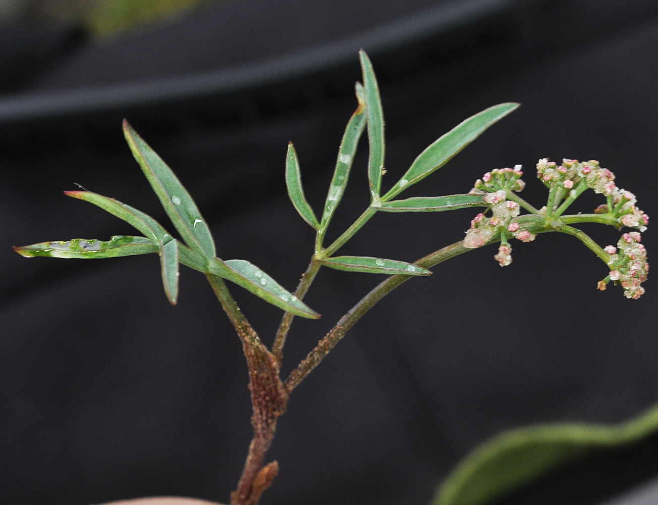 Flora of Eastern Washington Image: Lomatium lithosolamans