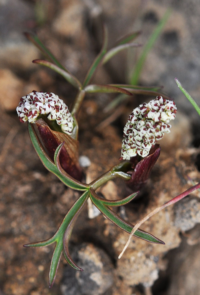 Flora of Eastern Washington Image: Tauschia hooveri