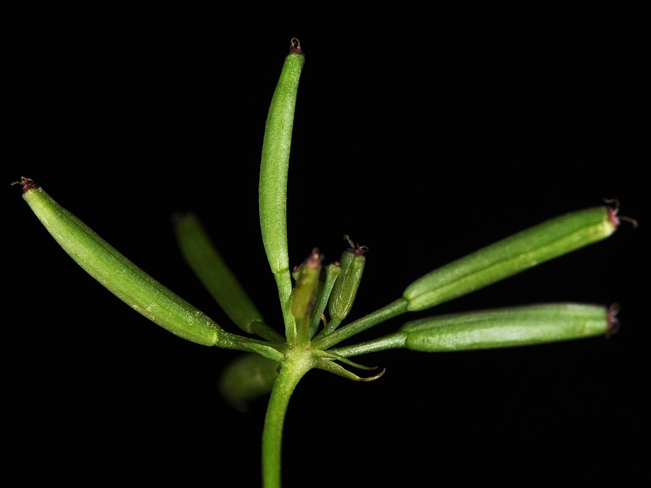 Flora of Eastern Washington Image: Lomatium tenuissimum