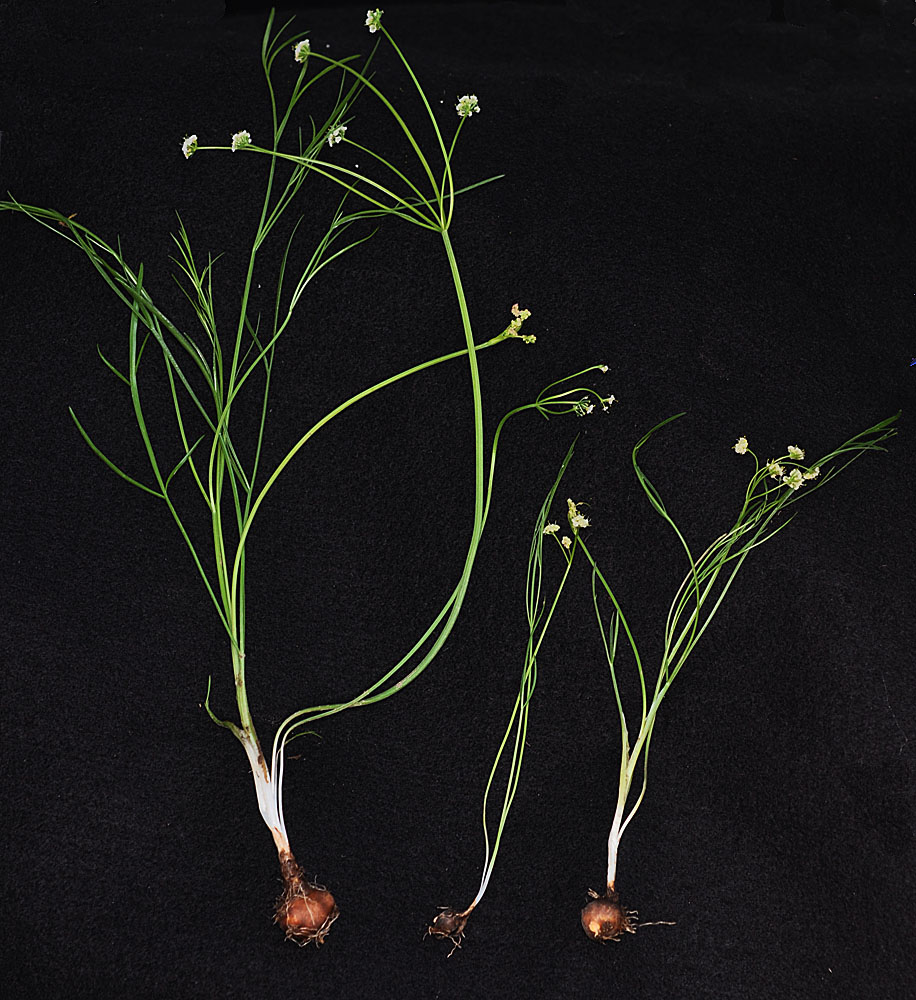 Flora of Eastern Washington Image: Lomatium tenuissimum