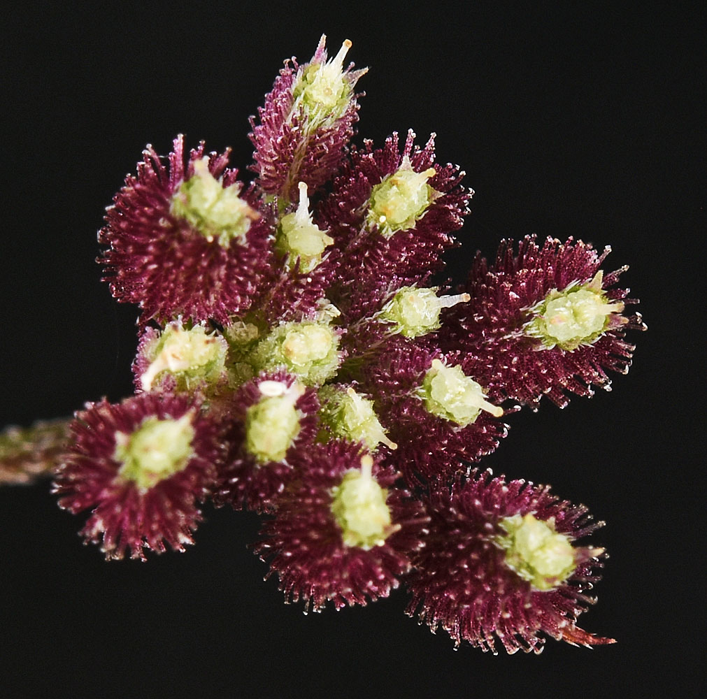 Flora of Eastern Washington Image: Torilis arvensis2