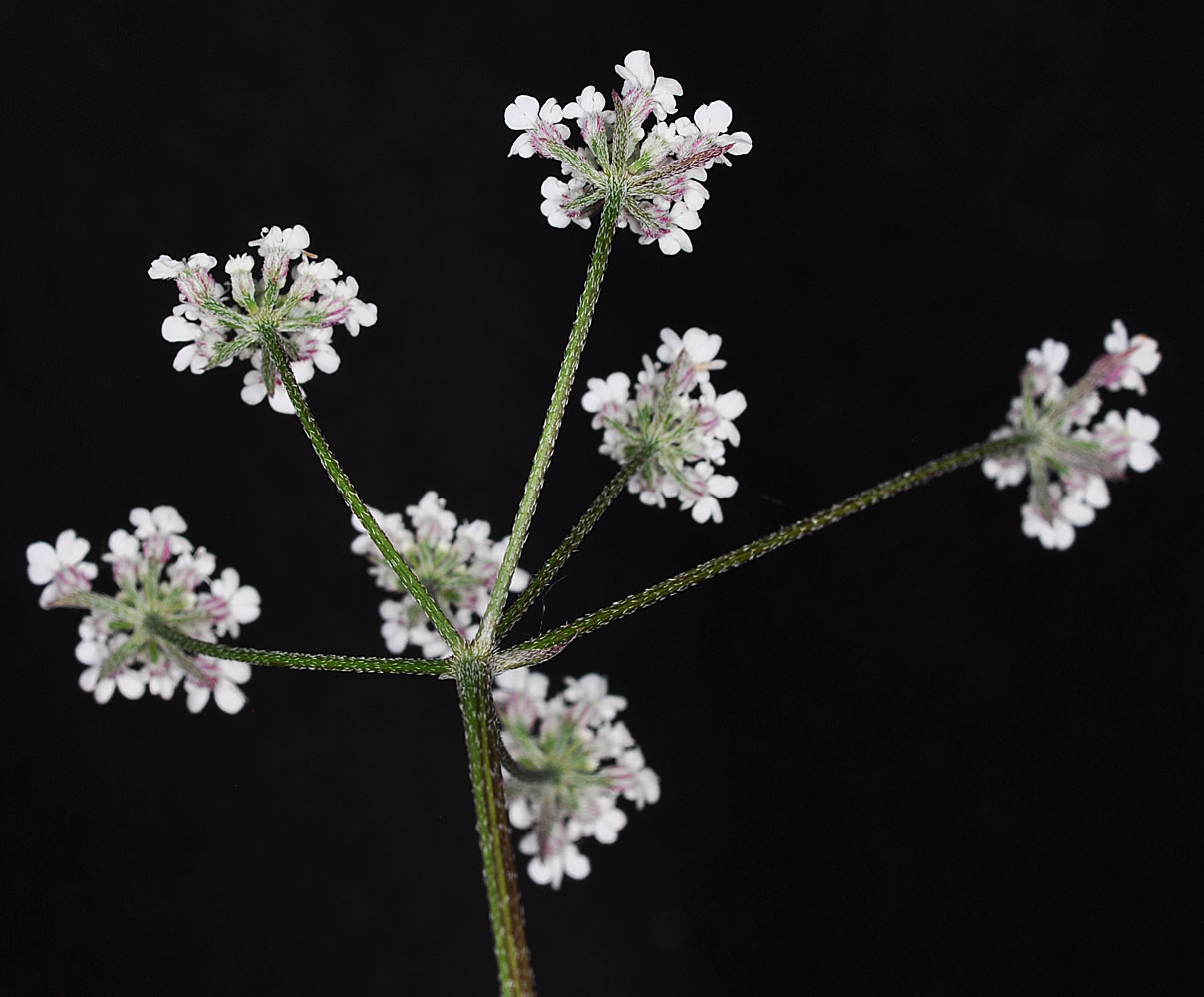 Flora of Eastern Washington Image: Torilis arvensis2