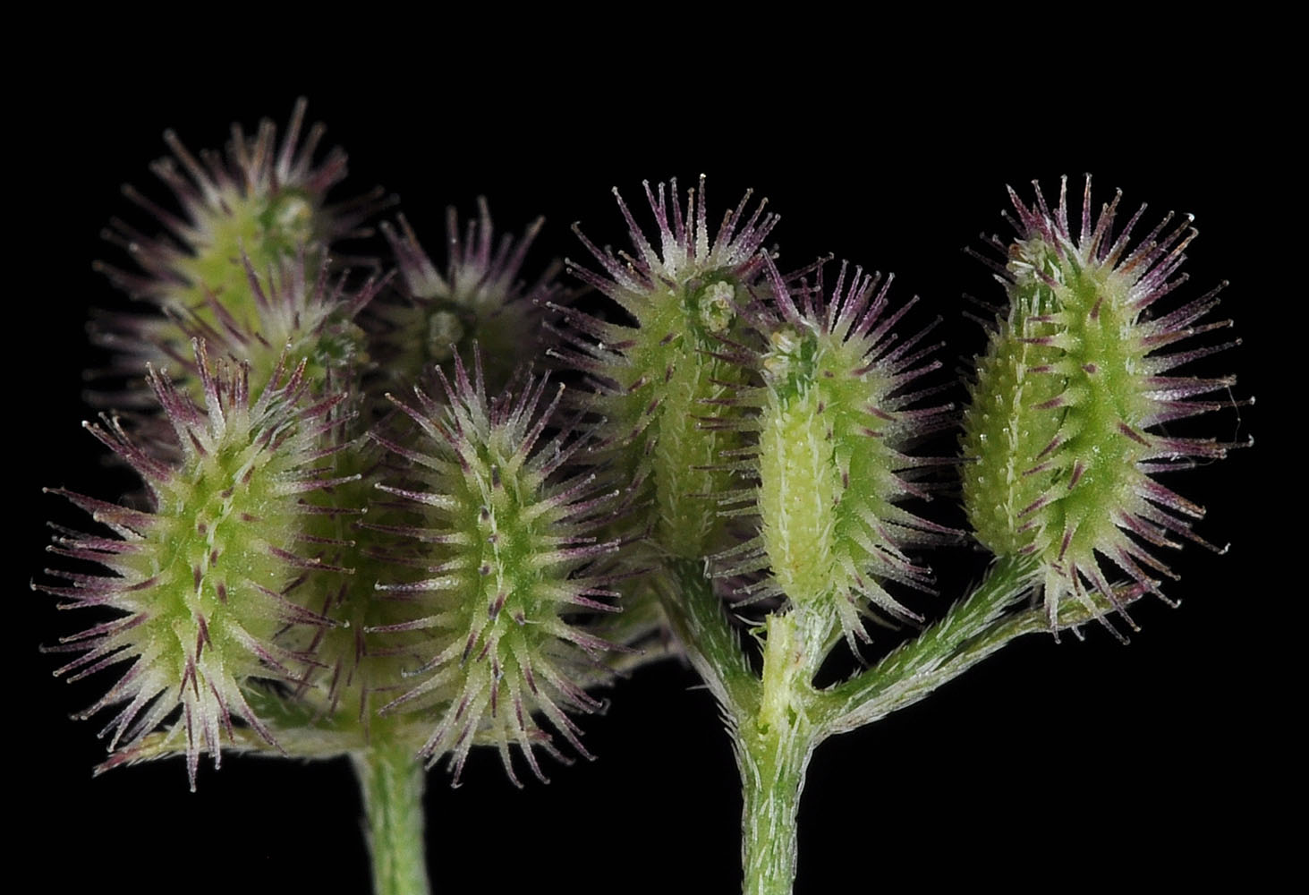 Flora of Eastern Washington Image: Torilis nodosa