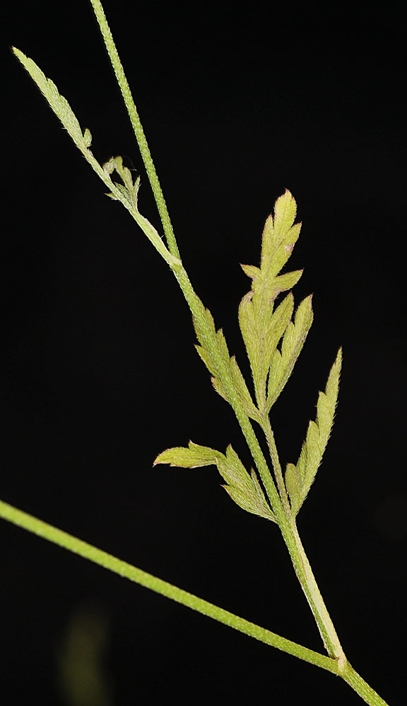 Flora of Eastern Washington Image: Torilis arvensis