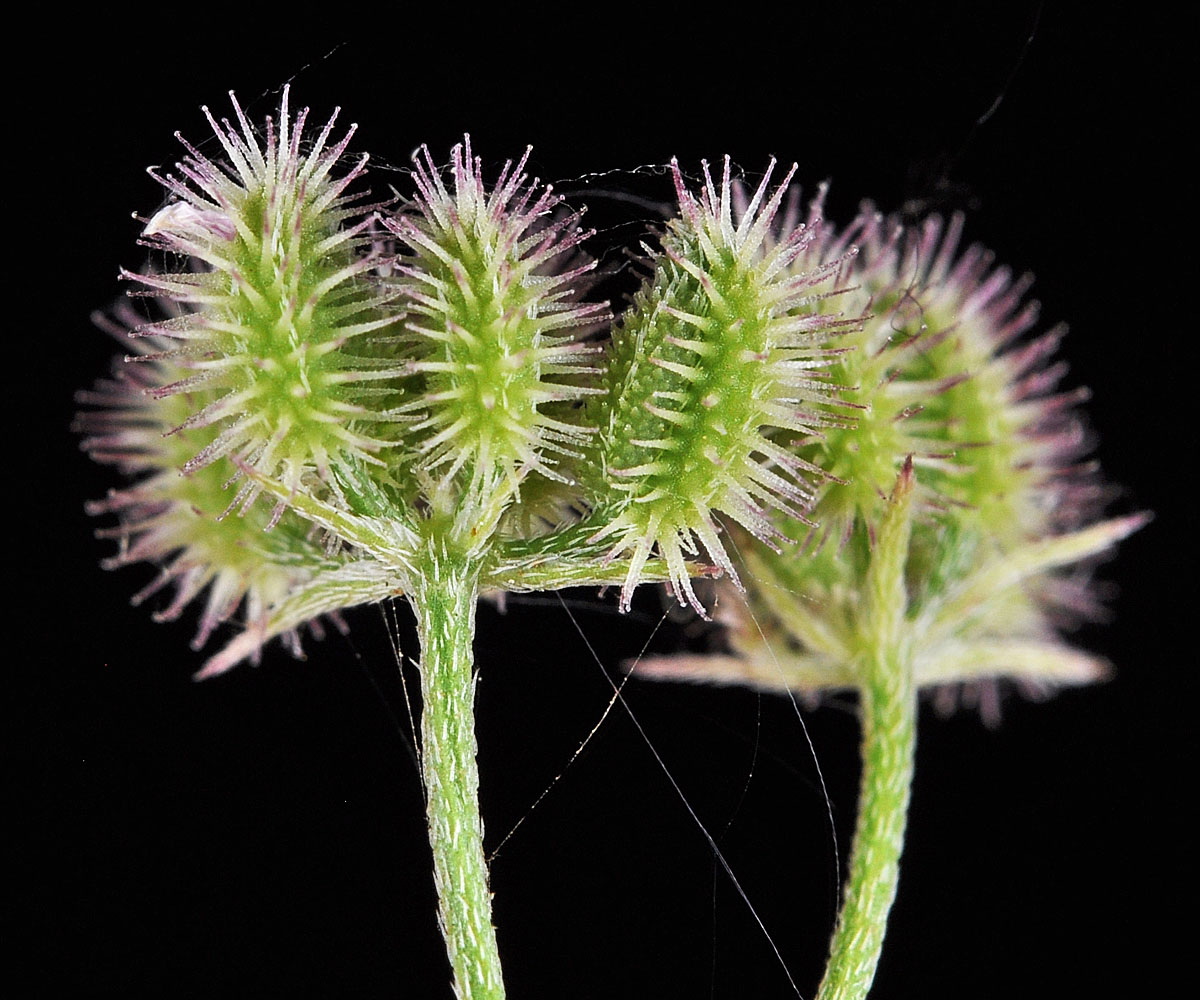 Flora of Eastern Washington Image: Torilis arvensis