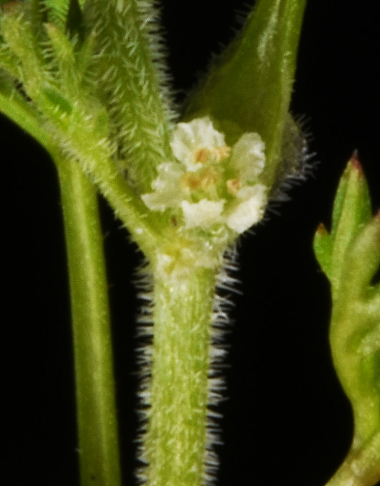 Flora of Eastern Washington Image: Yabea microcarpa