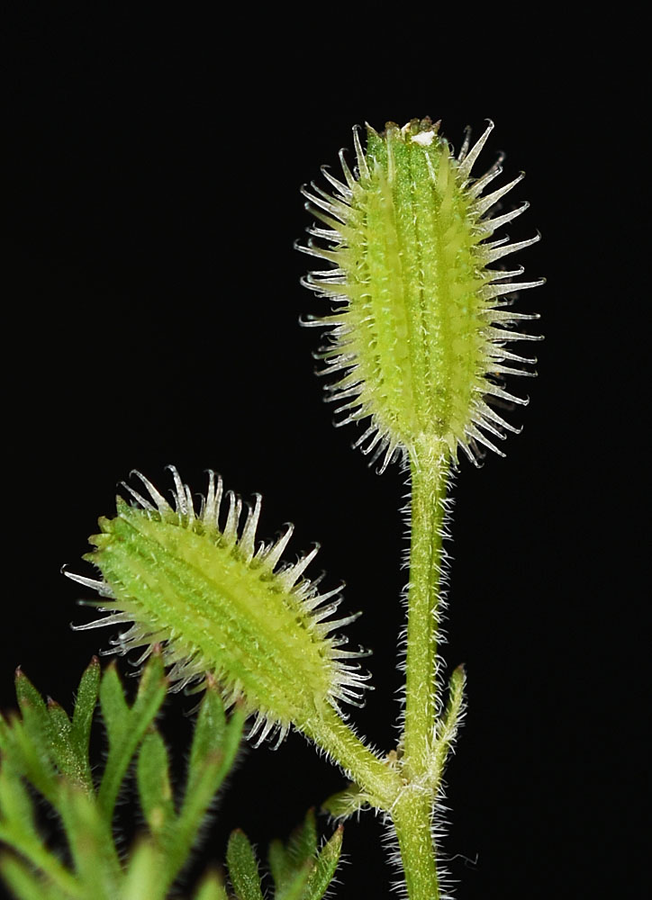 Flora of Eastern Washington Image: Yabea microcarpa