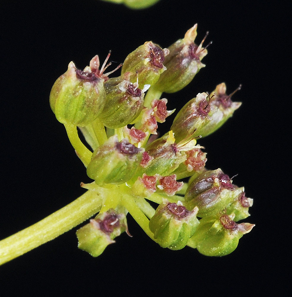 Flora of Eastern Washington Image: Zizia aptera