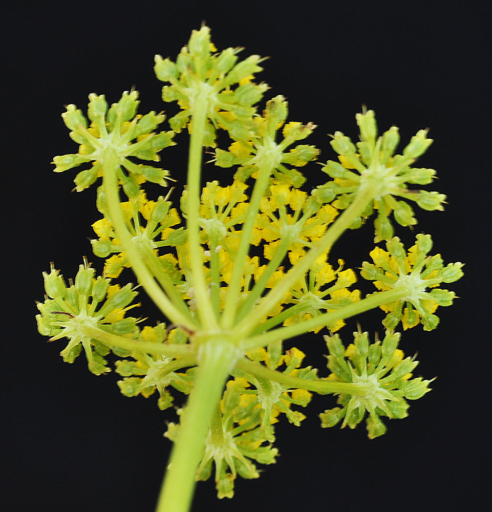 Flora of Eastern Washington Image: Zizia aptera