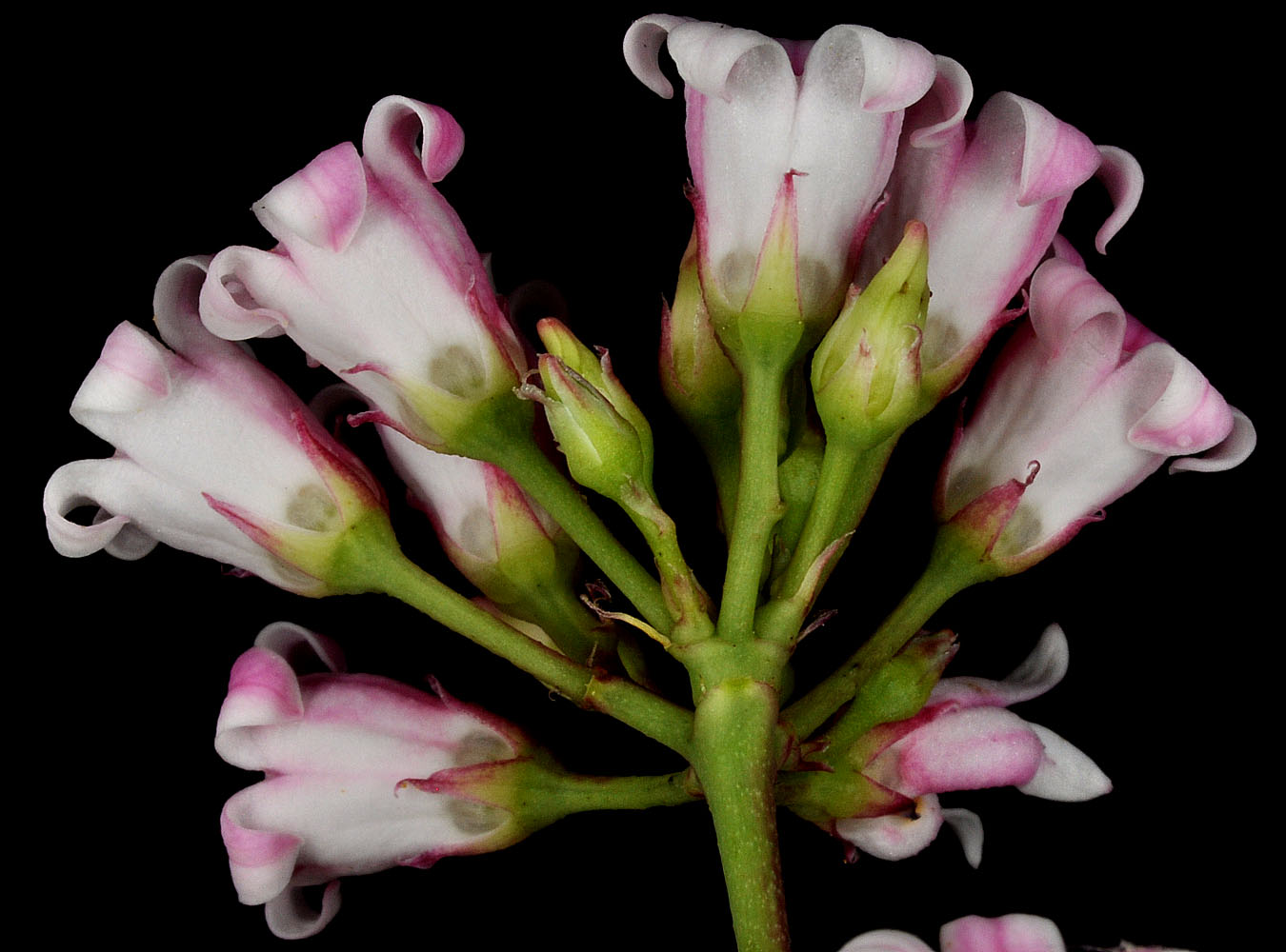 Flora of Eastern Washington Image: Apocynum androcaemifolium