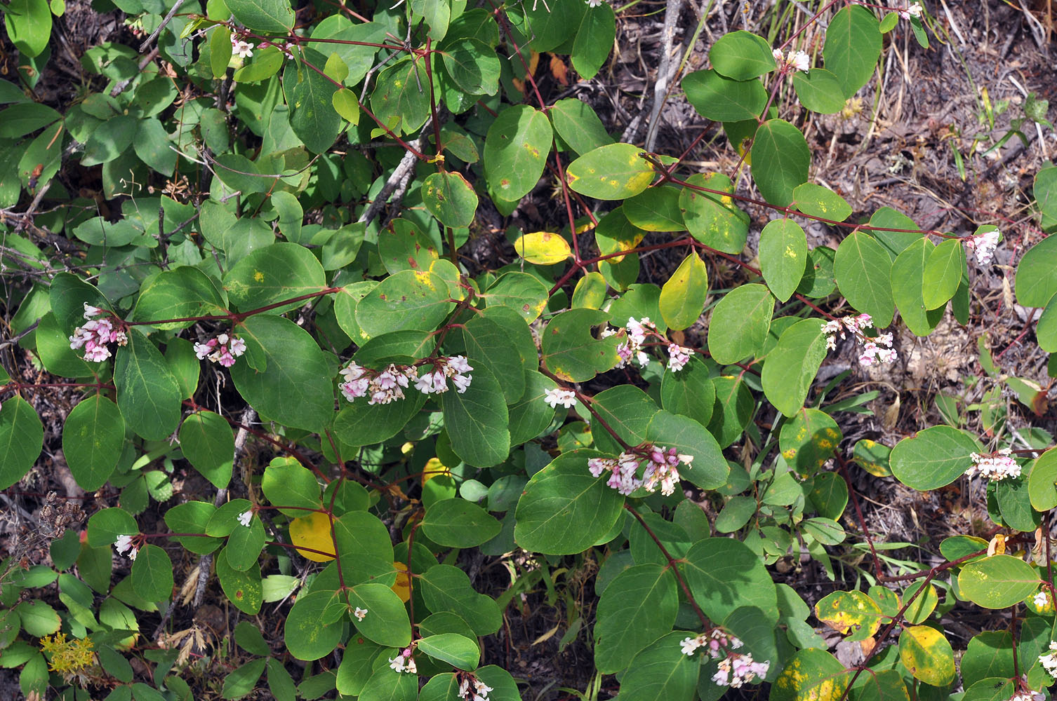 Flora of Eastern Washington Image: Apocynum androcaemifolium