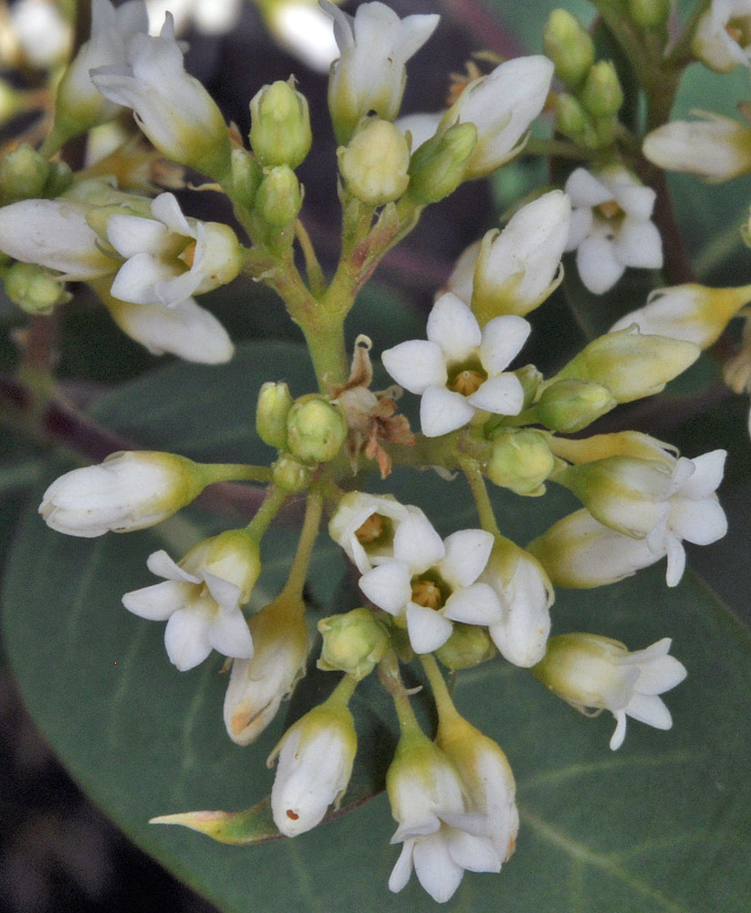 Flora of Eastern Washington Image: Apocynum cannabinum