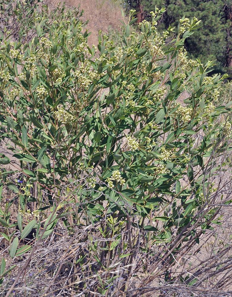 Flora of Eastern Washington Image: Apocynum cannabinum