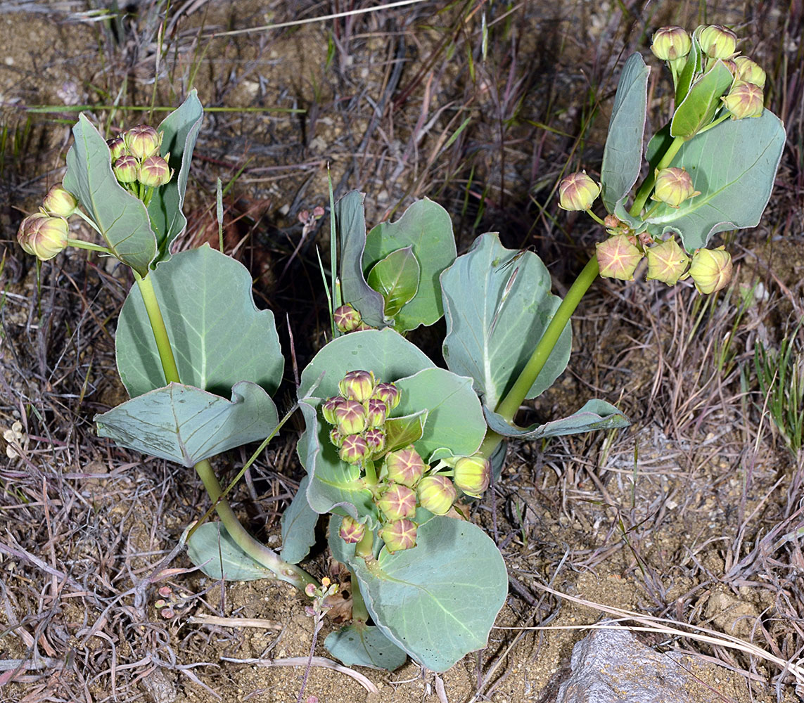 Flora of Eastern Washington Image: Asclepias cryptoceras