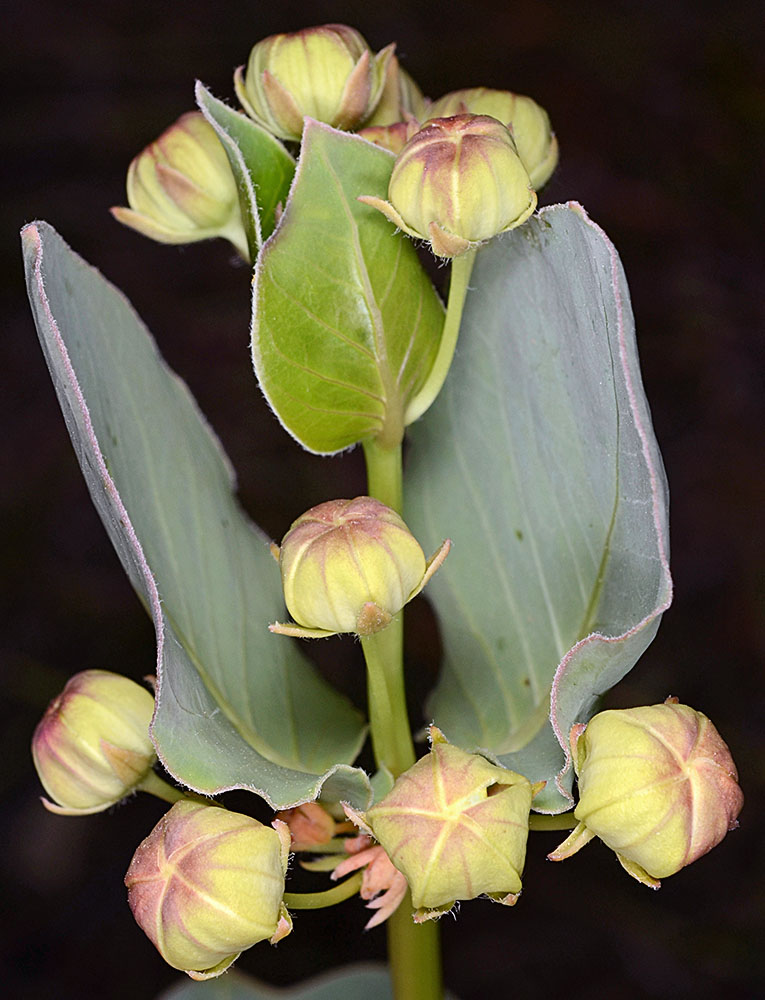 Flora of Eastern Washington Image: Asclepias cryptoceras