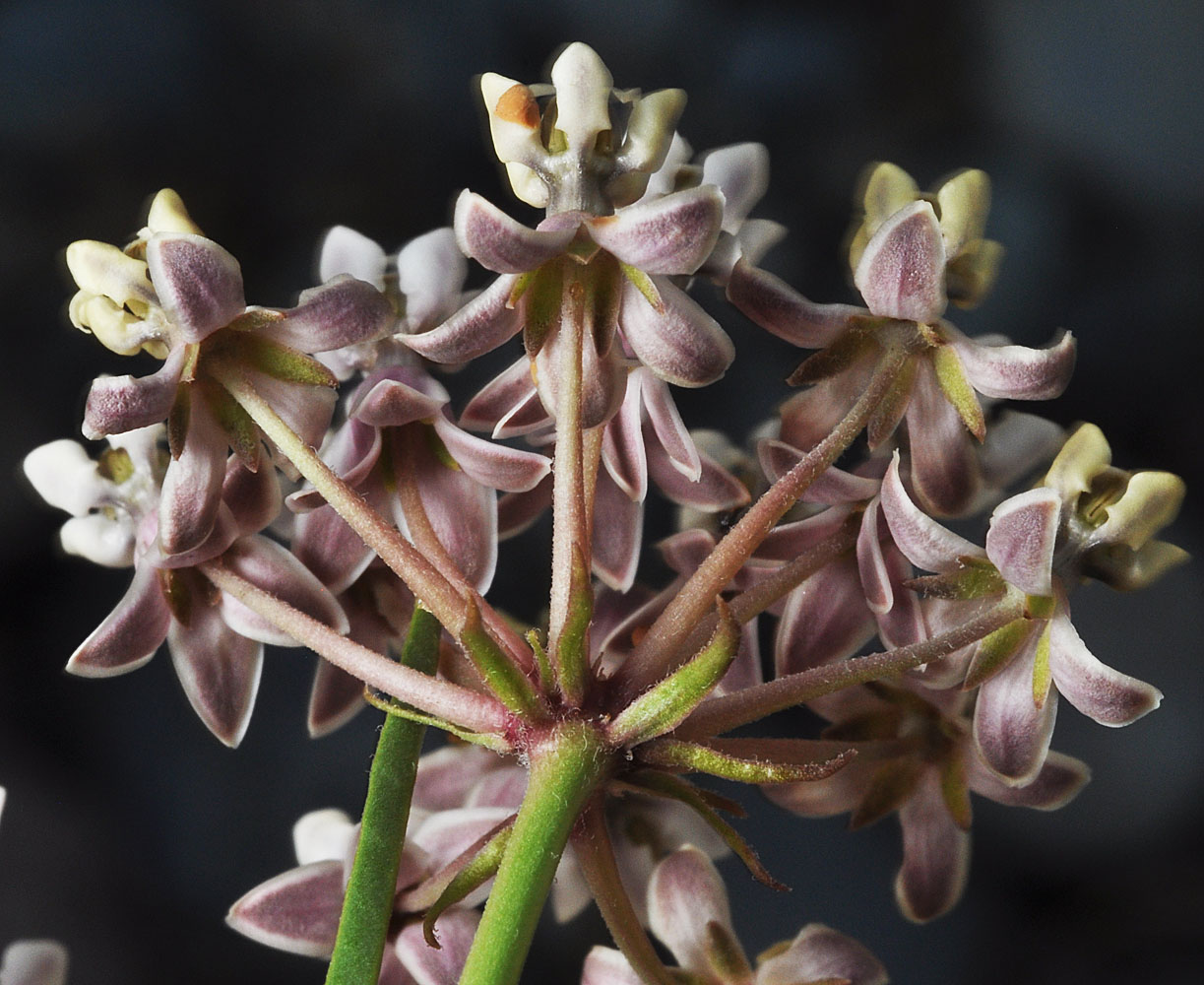 Flora of Eastern Washington Image: Asclepias fascicularis