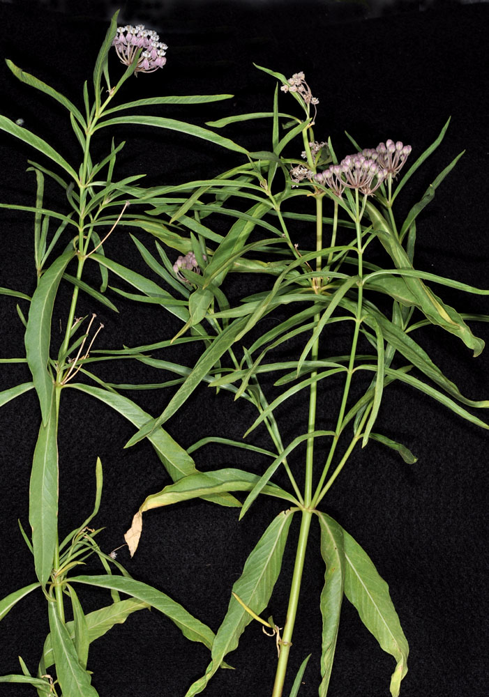 Flora of Eastern Washington Image: Asclepias fascicularis