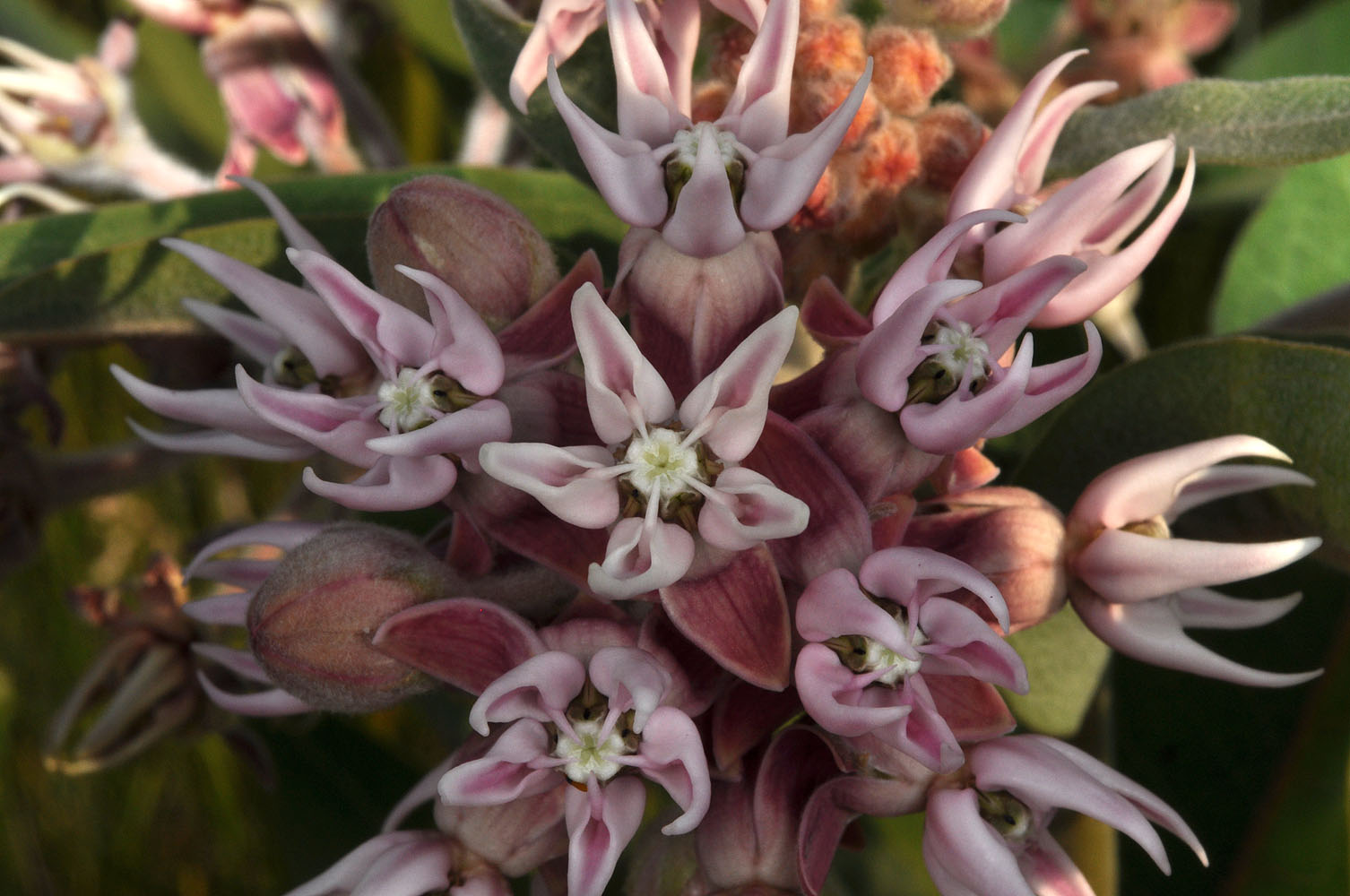 Flora of Eastern Washington Image: Asclepias speciosa