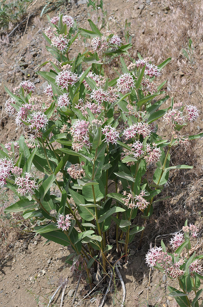 Flora of Eastern Washington Image: Asclepias speciosa