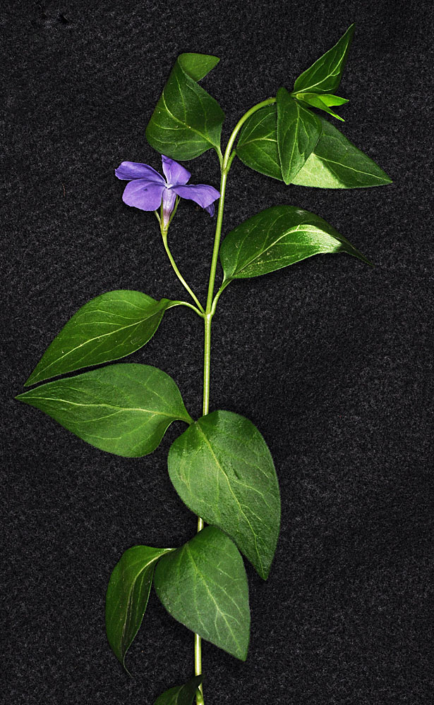 Flora of Eastern Washington Image: Vinca major